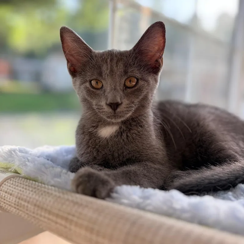 A baby small-sized female Gray / Blue / Silver Domestic Short Hair cat named Jill for adoption in Aldie, VA