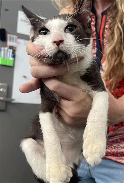 A baby medium-sized male Domestic Short Hair cat named Possum for adoption in Dallas, TX
