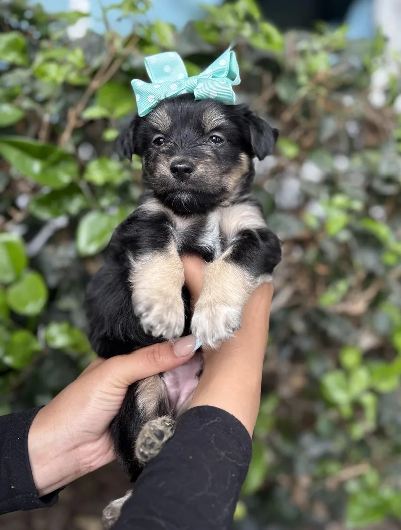A baby medium-sized male Yellow / Tan / Blond / Fawn Poodle dog named Patsy for adoption in South El Monte, CA