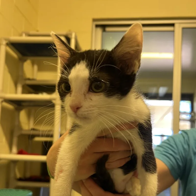 A baby small-sized male Black Domestic Short Hair cat named Johnny for adoption in Naples, FL