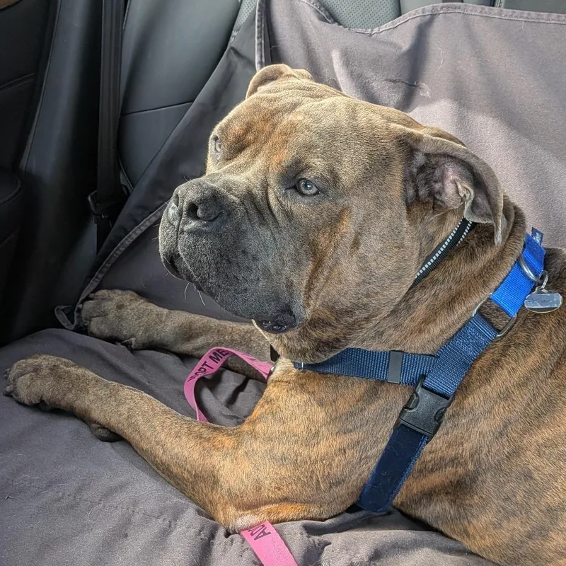 An adult large-sized male Mixed Breed dog named Blaze for adoption in Fairport, NY