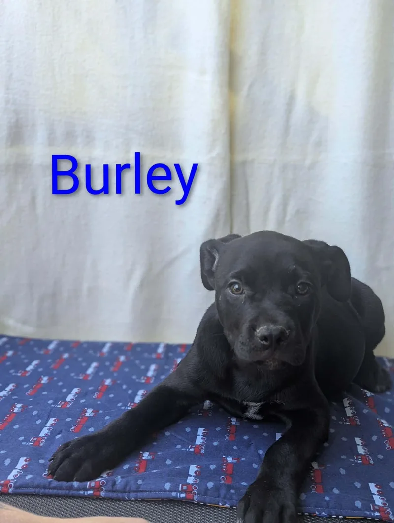 Burley