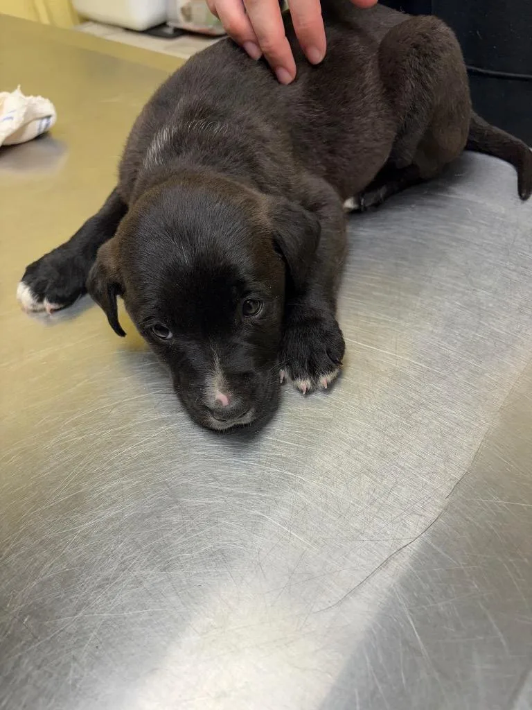 A baby small-sized male Labrador Retriever dog named Cash for adoption in Crossville, TN