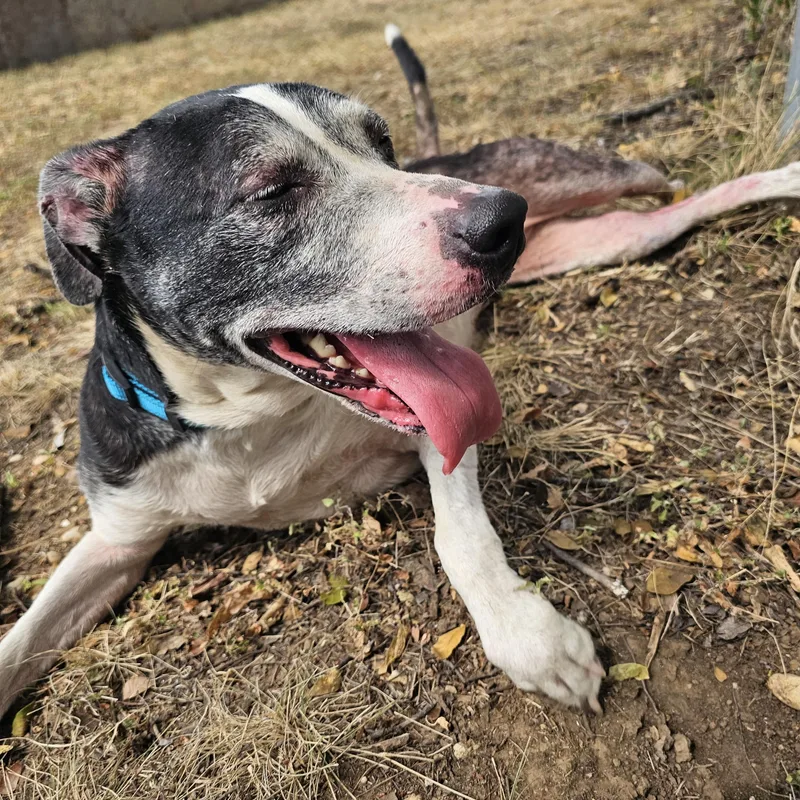An adult medium-sized female Black Pit Bull Terrier dog named Domino for adoption in Hamilton , TX