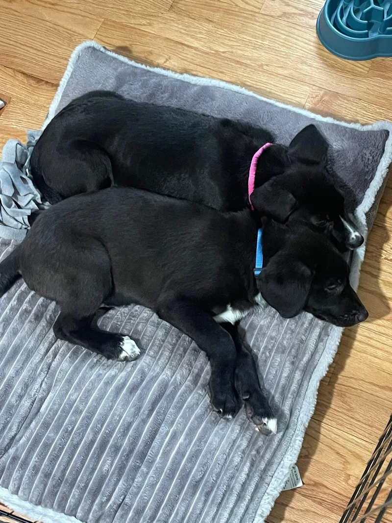 Bonnie Jo thumbnail 3