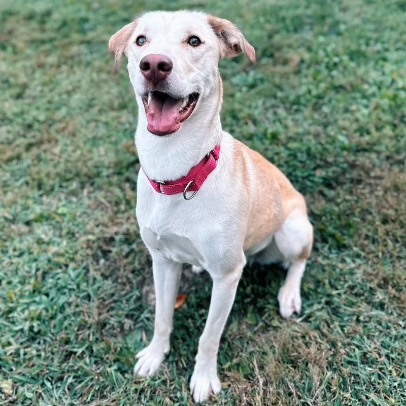 Taylor Sniff thumbnail 3