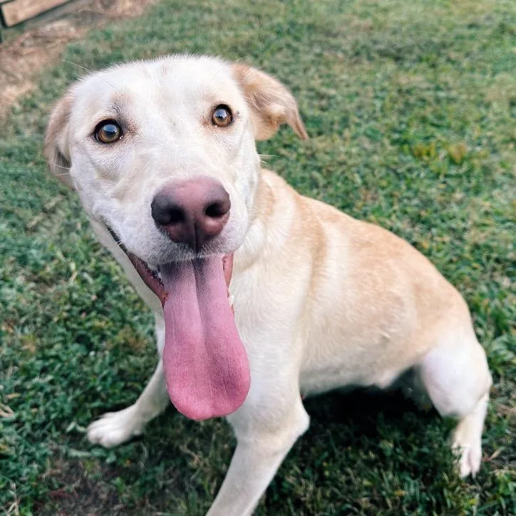 Taylor Sniff thumbnail 4