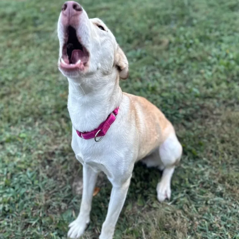 Taylor Sniff thumbnail 6