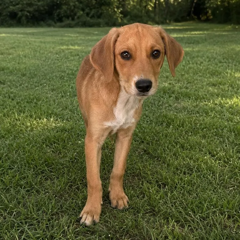 A baby small-sized male Yellow / Tan / Blond / Fawn Beagle dog named Ship for adoption in Tulsa, OK