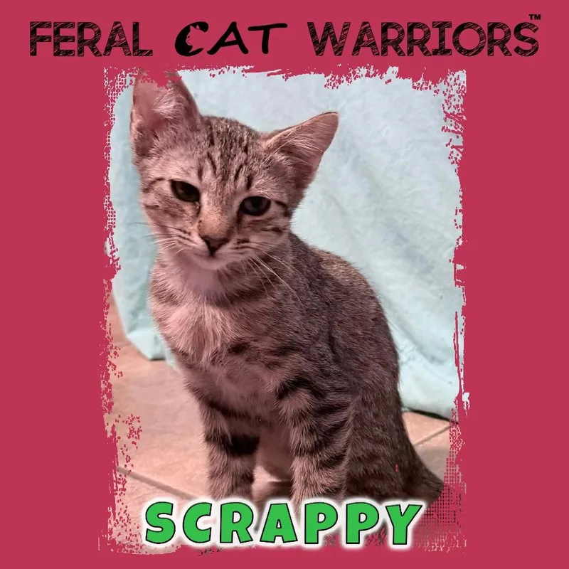 Scrappy thumbnail 2