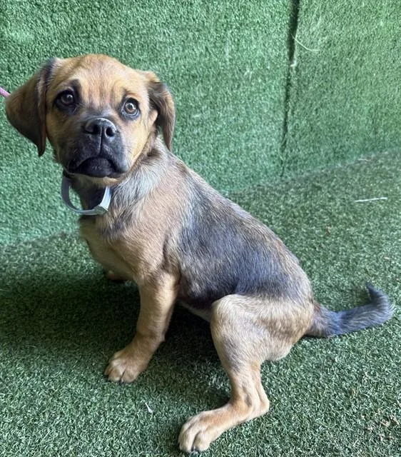 A baby small-sized female Pug dog named Jessie for adoption in Lancaster, CA