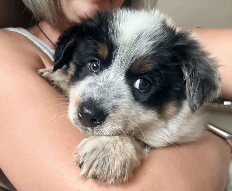 A baby medium-sized male Black Australian Cattle Dog / Blue Heeler dog named Jack for adoption in Spring hill, TN