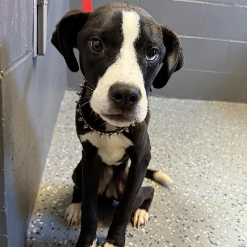 An adult small-sized male Black American Staffordshire Terrier dog named TUSCStray for adoption in Tuscaloosa, AL