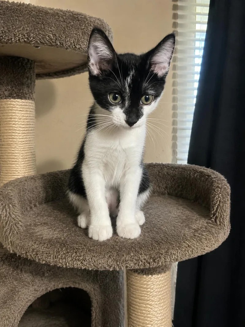 A baby small-sized male Domestic Short Hair cat named Hades for adoption in Rio Linda, CA