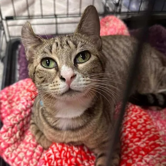 An adult small-sized female Domestic Short Hair cat named Nova for adoption in Mount Vernon, IN