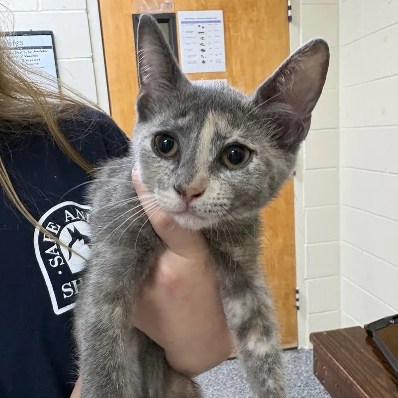 A baby small-sized female Tortoiseshell Domestic Short Hair cat named Rimona for adoption in Middleburg, FL