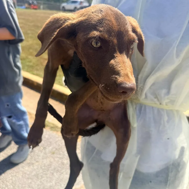 A baby small-sized female Brown / Chocolate Mixed Breed dog named Tori for adoption in Corinth, MS