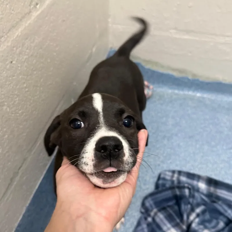 A baby small-sized male Black Mixed Breed dog named Tyson for adoption in Gainesville, FL