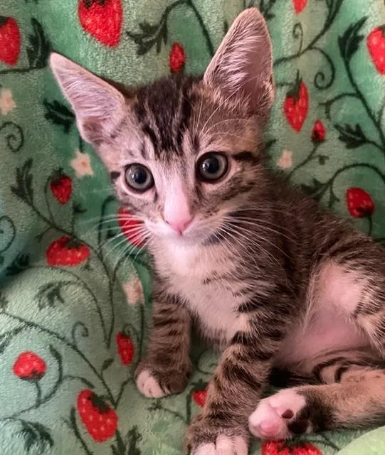 A baby small-sized male Domestic Short Hair cat named Koa for adoption in Tustin, CA