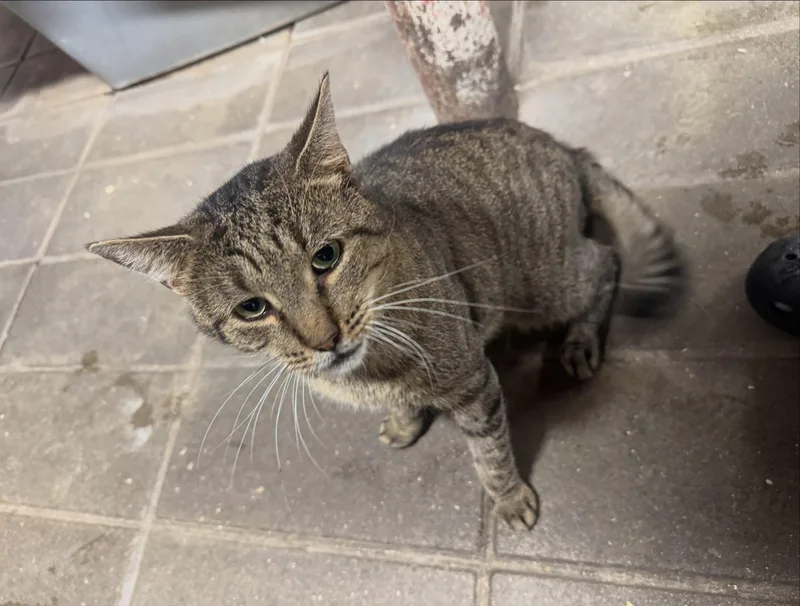 An adult medium-sized male Tabby (Gray / Blue / Silver) American Shorthair cat named Kirby for adoption in East Orange, NJ