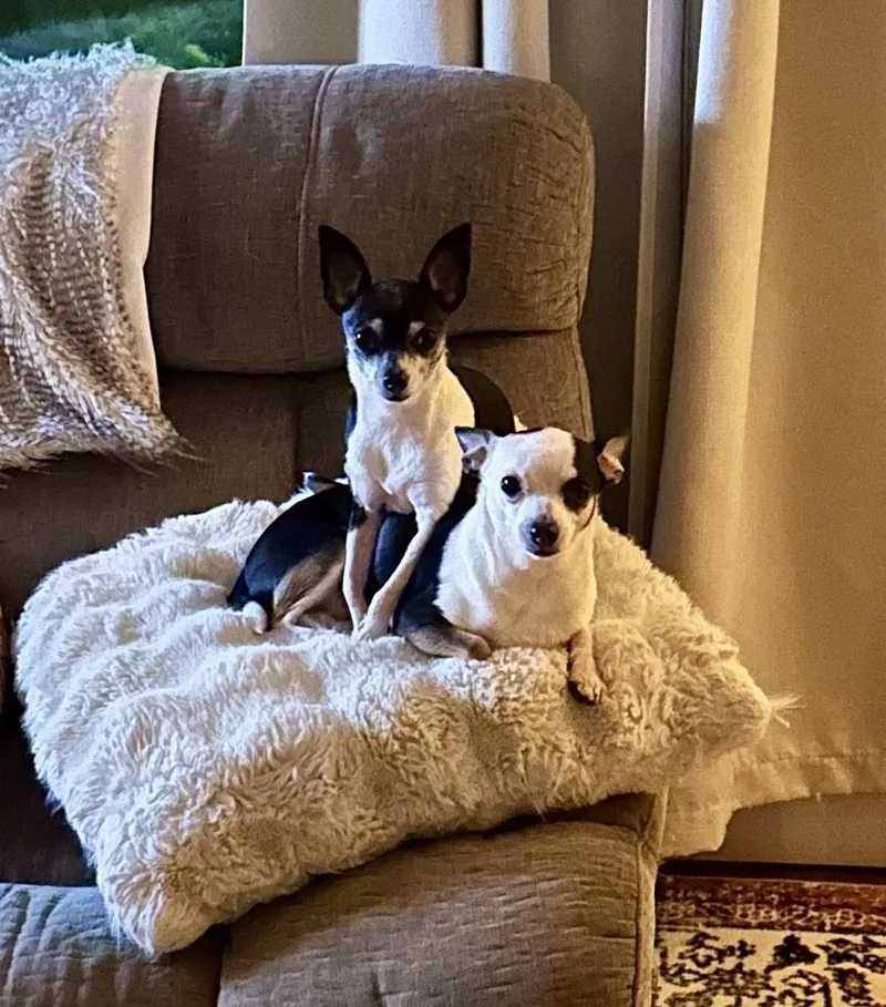 An adult small-sized male Chihuahua dog named Rocky bonded with Bella for adoption in Elkhart , IN