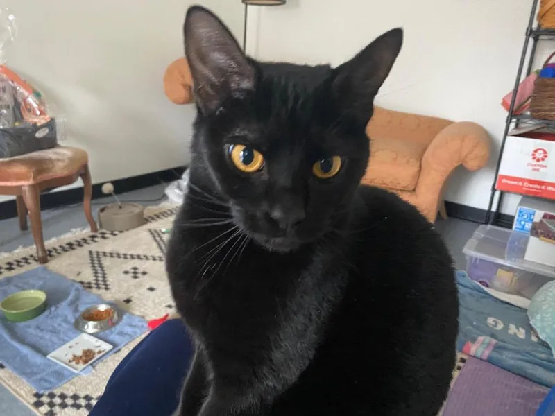 Minnie Penny thumbnail 4