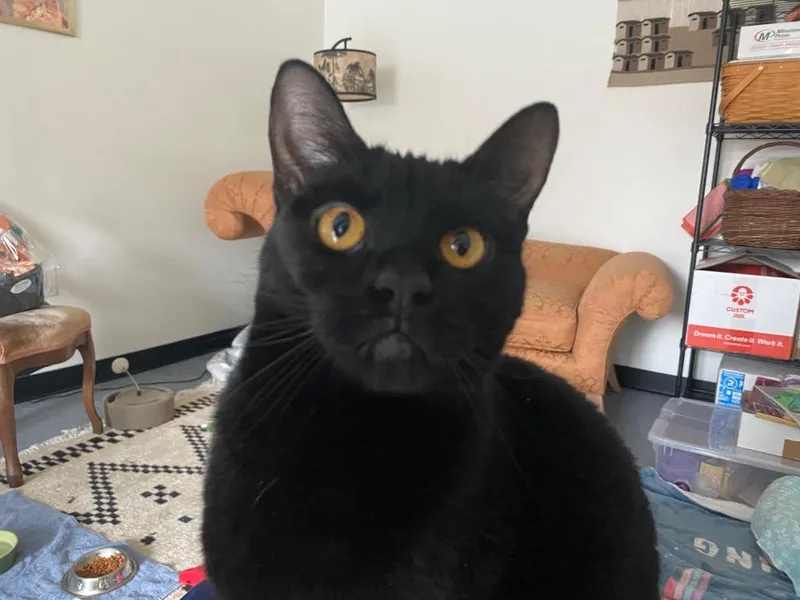 Minnie Penny thumbnail 5