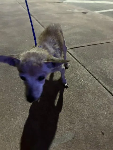 A senior small-sized male Chihuahua dog named Peter for adoption in Miami, FL