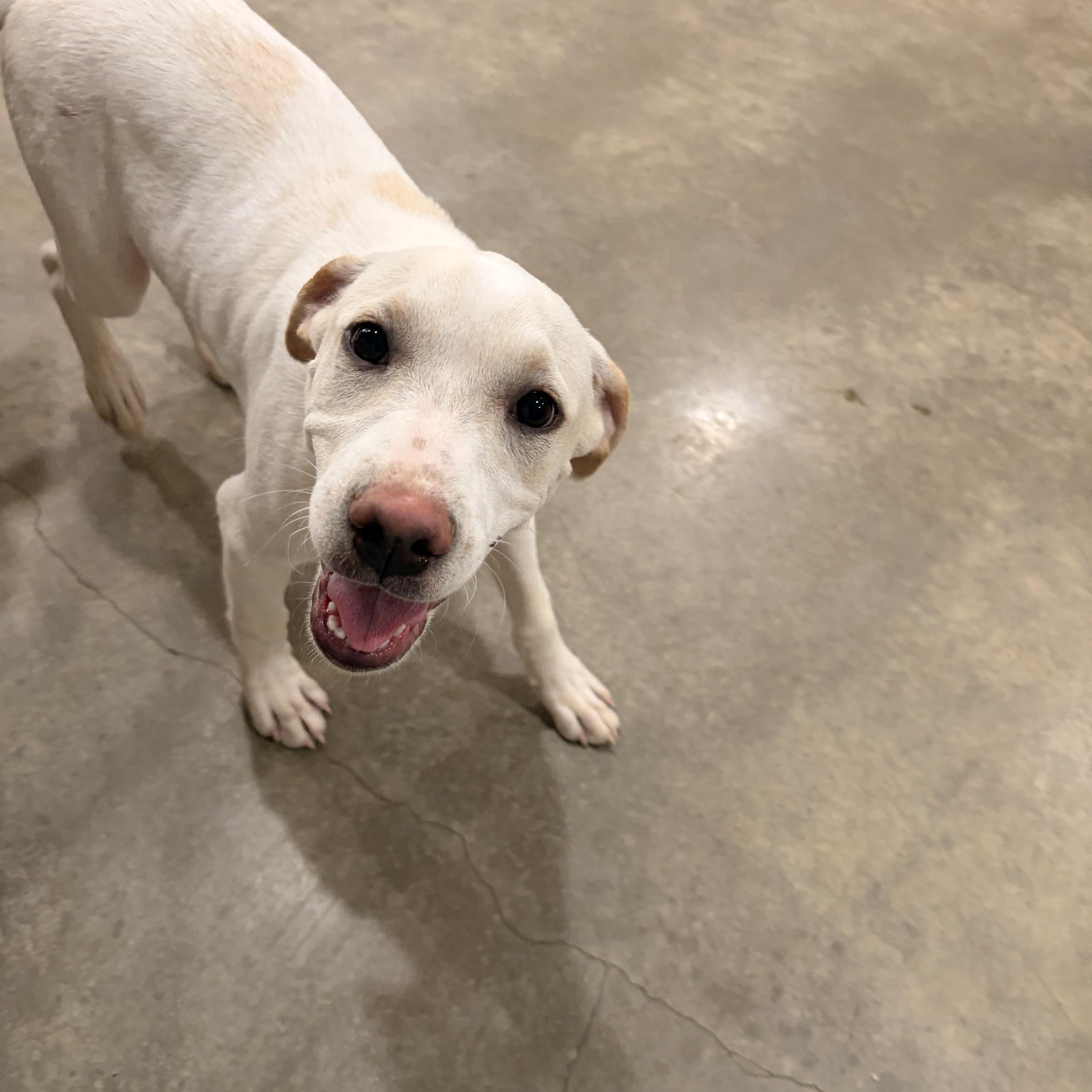 A young medium-sized female Labrador Retriever dog named Penelope for adoption in Melbourne, AR