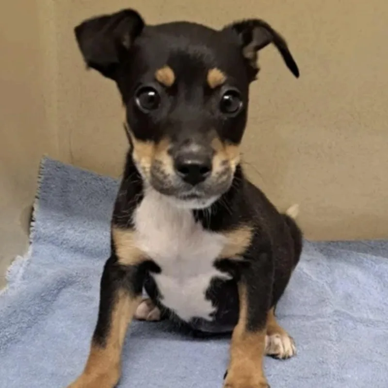 A baby medium-sized male Tricolor (Brown, Black, & White) Australian Shepherd dog named Yeli for adoption in Cedarburg, WI