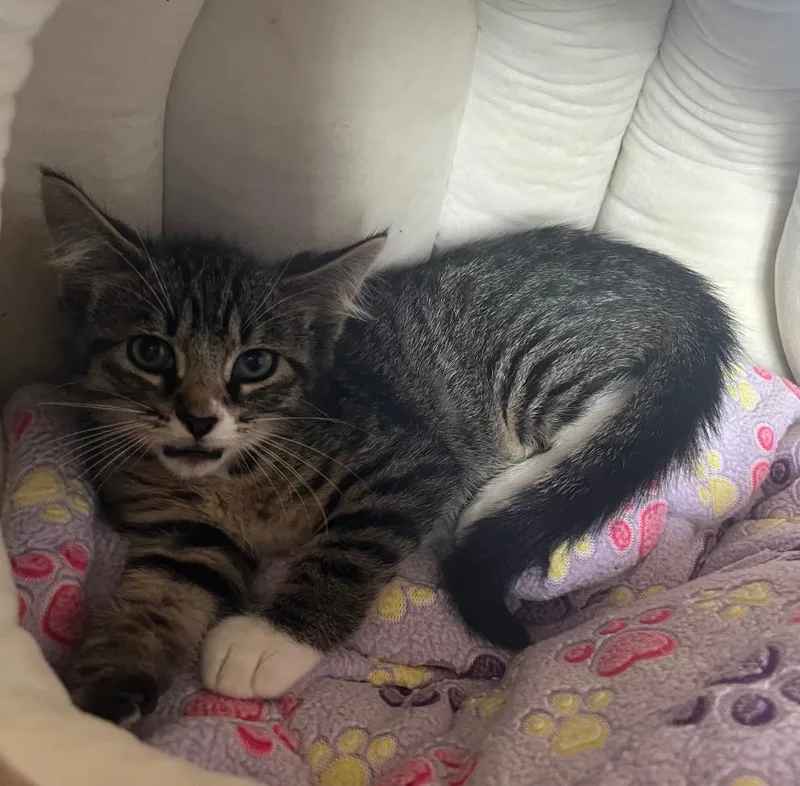 A baby small-sized male Domestic Short Hair cat named Boston for adoption in Kell, IL