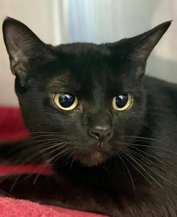 A young medium-sized female Black Domestic Short Hair cat named Gelato for adoption in Jackson, MI