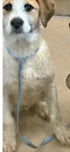 A young medium-sized male Brown / Chocolate Terrier dog named Bucky for adoption in Dallas, TX