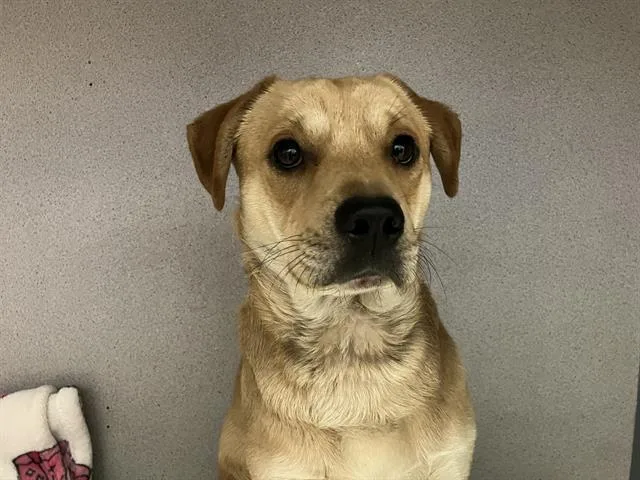 A young medium-sized male Labrador Retriever dog named Francis for adoption in Camarillo, CA