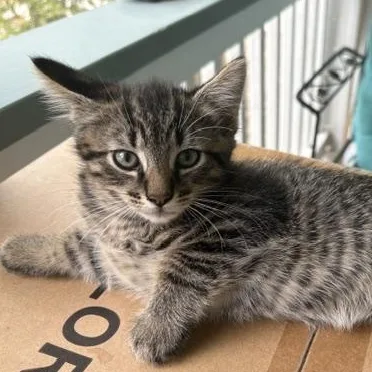 A baby medium-sized male Tabby (Brown / Chocolate) Domestic Medium Hair cat named Finn for adoption in Beaufort, SC
