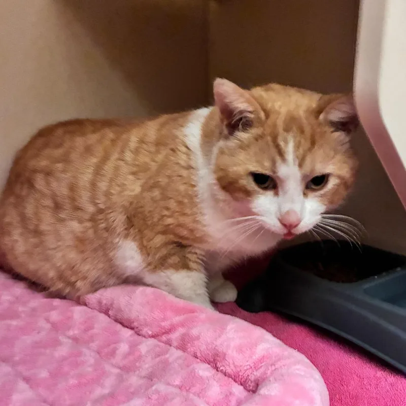 An adult small-sized male Orange / Red Domestic Short Hair cat named Thomas O Malley for adoption in Dayton, OH