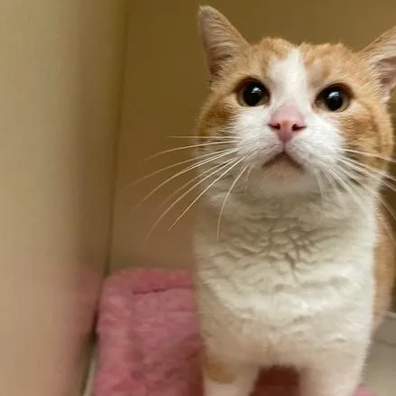 Thomas O Malley thumbnail 2