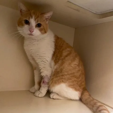 Thomas O Malley thumbnail 3