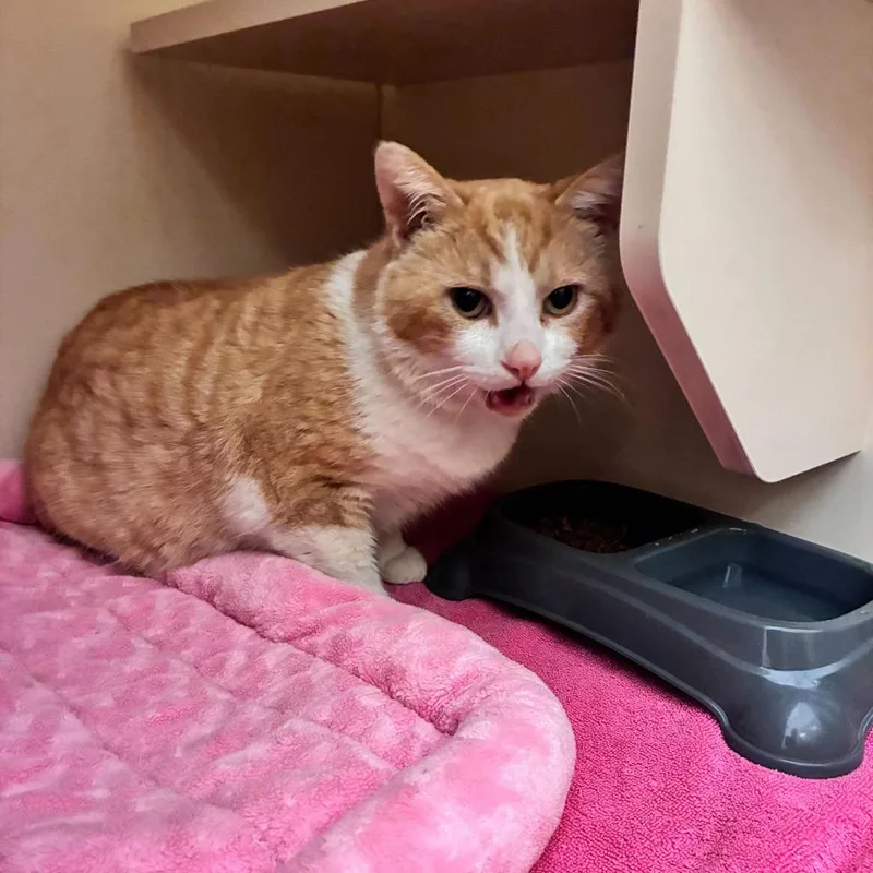 Thomas O Malley thumbnail 4