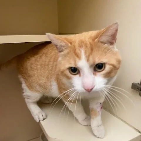 Thomas O Malley thumbnail 5