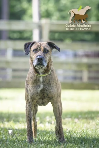 An adult medium-sized male Terrier dog named B Flint for adoption in North Charleston, SC