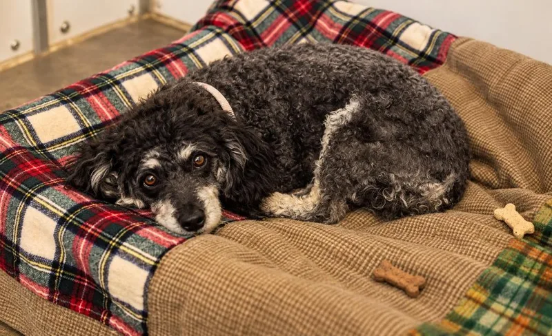 An adult large-sized female Poodle dog named Pearl for adoption in Lagrange, IN