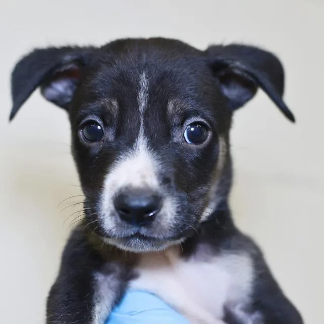 A baby small-sized male American Staffordshire Terrier dog named Vienna for adoption in San Antonio, TX