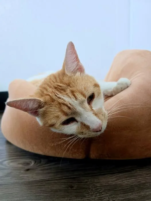 An adult large-sized male Orange & White Domestic Short Hair cat named Chowder for adoption in Prineville, OR