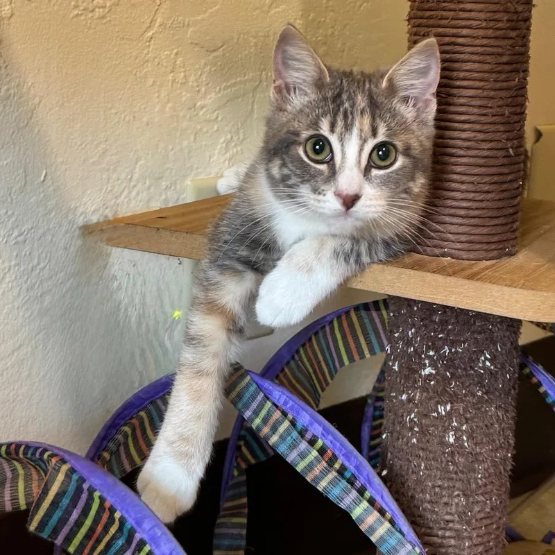 A baby small-sized female Gray & White Domestic Medium Hair cat named CocoNut for adoption in Cambria, CA