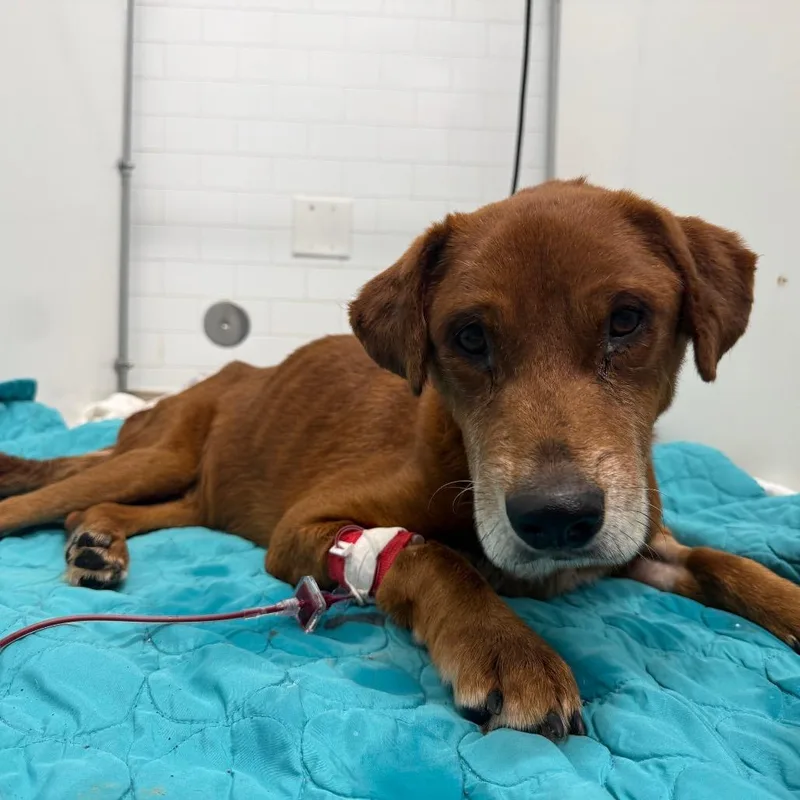 An adult medium-sized male Red / Chestnut / Orange Mixed Breed dog named Scout for adoption in Austin, TX