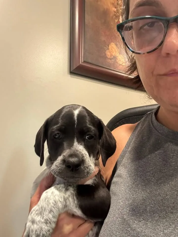 A baby medium-sized female Australian Cattle Dog / Blue Heeler dog named Opal for adoption in Newport, KY