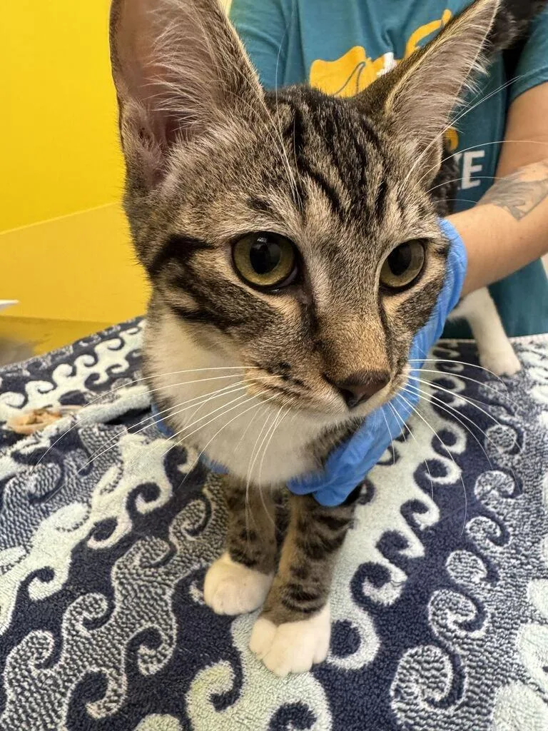 A baby small-sized male Tabby (Brown / Chocolate) Domestic Short Hair cat named Chandler for adoption in Raleigh, NC