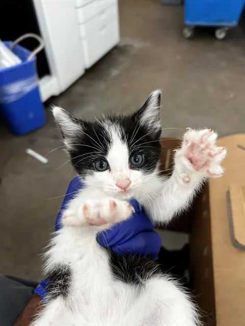 A baby medium-sized male Domestic Medium Hair cat named Jasper for adoption in Dallas, TX