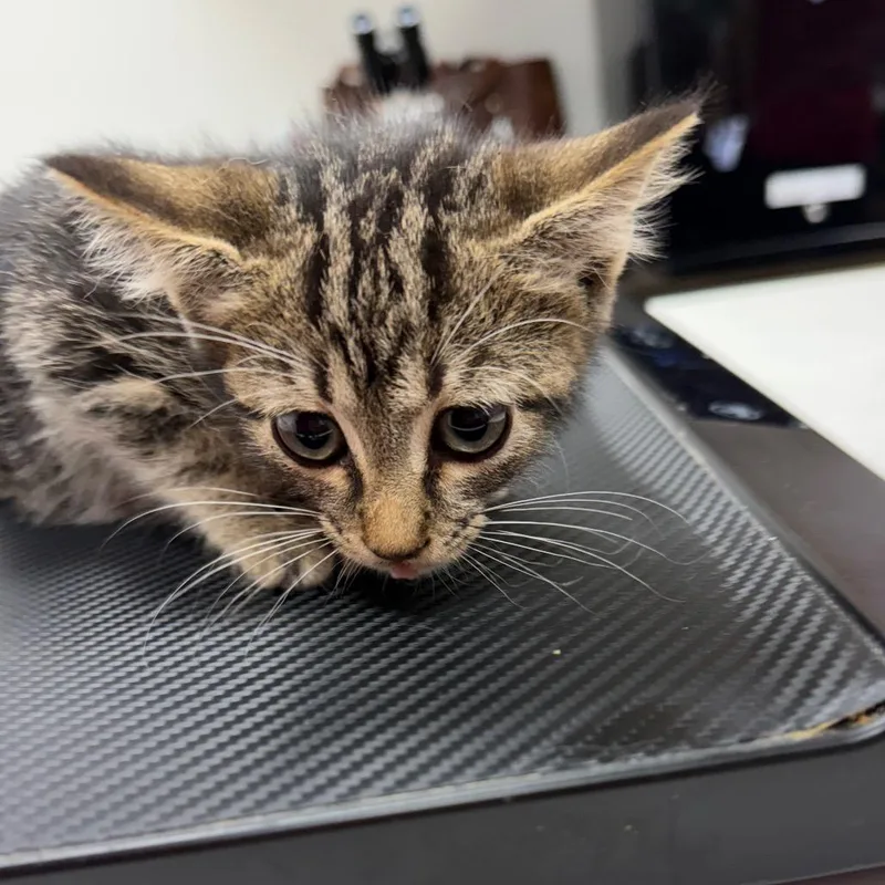 A baby small-sized female Domestic Short Hair cat named Arkadelphia for adoption in Starkville, MS